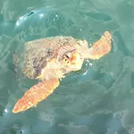 Darymine ヴィラ